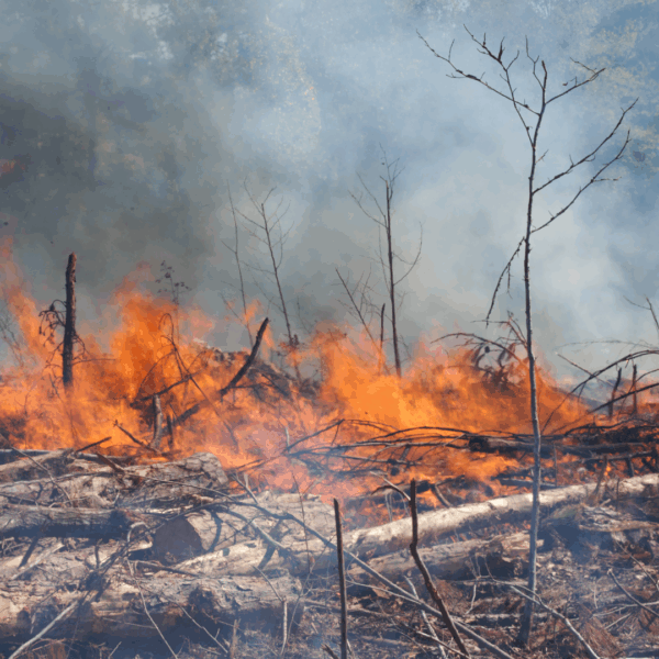 Do Controlled Burns Prevent Wildfires